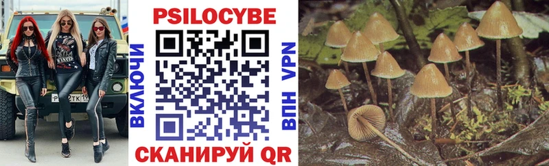 Купить закладки  Нижнеудинск  Псилоцибиновые грибы Cubensis 